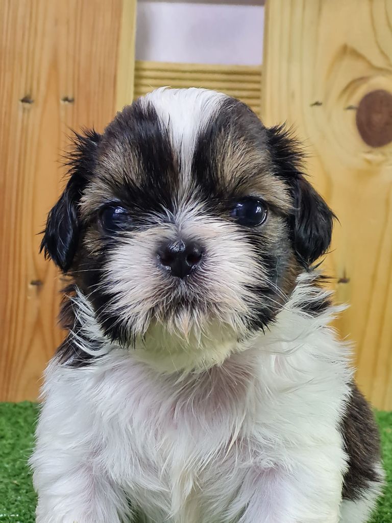 Sarl La Ferme Des Hallais - Chiot disponible  - Shih Tzu