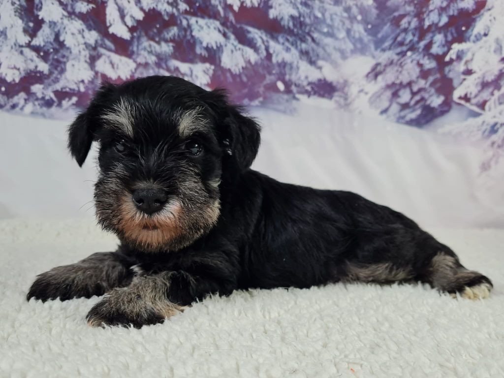 Sarl La Ferme Des Hallais - Chiot disponible  - Schnauzer miniature