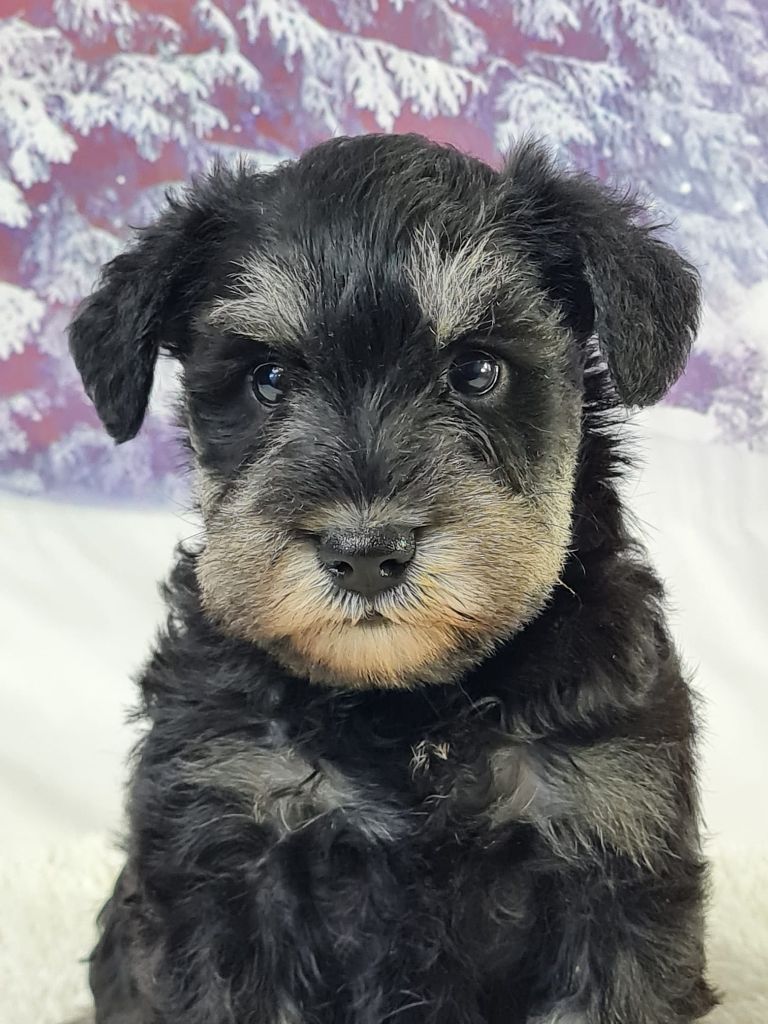 Sarl La Ferme Des Hallais - Chiot disponible  - Schnauzer miniature