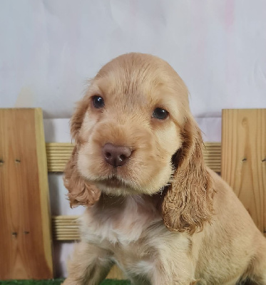 Sarl La Ferme Des Hallais - Cocker Spaniel Anglais - Portée née le 26/04/2024