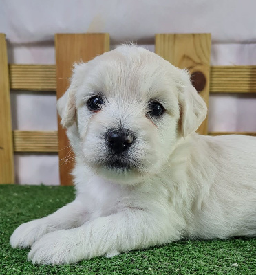 Sarl La Ferme Des Hallais - Coton de Tulear - Portée née le 10/10/2024