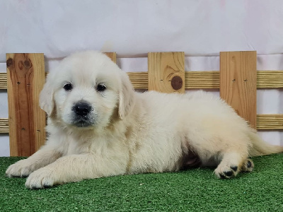 Sarl La Ferme Des Hallais - Golden Retriever - Portée née le 29/10/2024