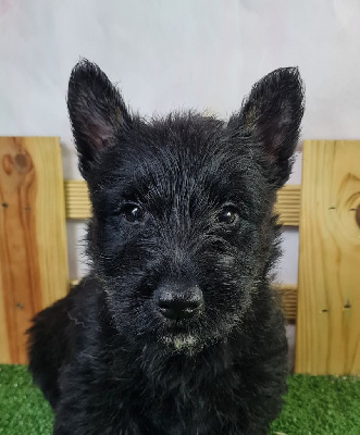 Sarl La Ferme Des Hallais - Scottish Terrier - Portée née le 24/04/2024