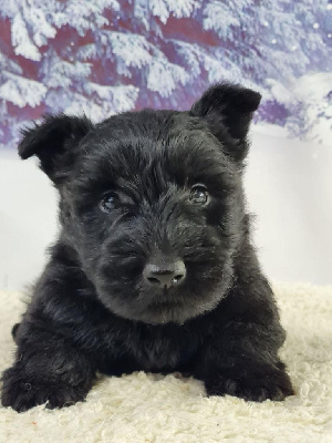 Sarl La Ferme Des Hallais - Scottish Terrier - Portée née le 02/04/2023