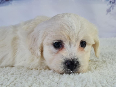 Sarl La Ferme Des Hallais - Coton de Tulear - Portée née le 26/02/2023