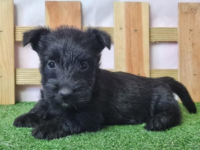 Sarl La Ferme Des Hallais - Scottish Terrier - Portée née le 10/08/2023