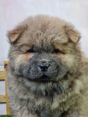 Sarl La Ferme Des Hallais - Chow Chow - Portée née le 25/09/2024