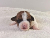 Sarl La Ferme Des Hallais - Jack Russell Terrier - Portée née le 20/02/2021