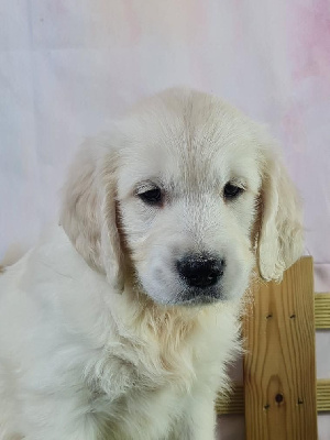 Sarl La Ferme Des Hallais - Golden Retriever - Portée née le 18/03/2024