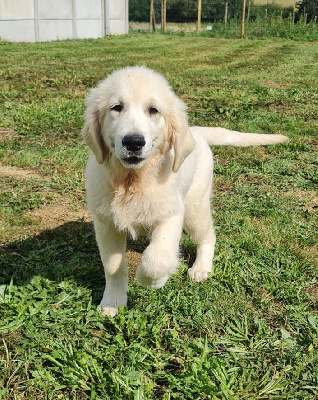 Sarl La Ferme Des Hallais - Golden Retriever - Portée née le 03/06/2023