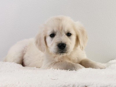 Sarl La Ferme Des Hallais - Golden Retriever - Portée née le 20/10/2021