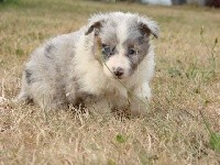 Sarl La Ferme Des Hallais - Shetland Sheepdog - Portée née le 29/06/2020