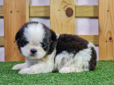 Sarl La Ferme Des Hallais - Shih Tzu - Portée née le 27/10/2024