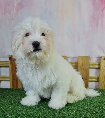 Sarl La Ferme Des Hallais - Coton de Tulear - Portée née le 07/02/2024