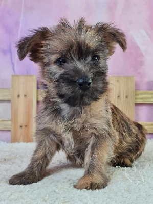 Sarl La Ferme Des Hallais - Cairn Terrier - Portée née le 29/05/2022