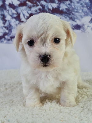 Sarl La Ferme Des Hallais - Coton de Tulear - Portée née le 17/04/2023