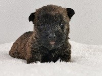 Sarl La Ferme Des Hallais - Scottish Terrier - Portée née le 22/02/2021