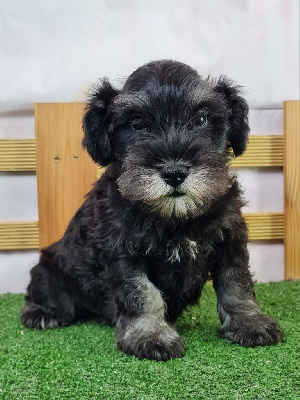 Sarl La Ferme Des Hallais - Schnauzer miniature - Portée née le 31/08/2024