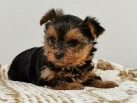 Sarl La Ferme Des Hallais - Yorkshire Terrier - Portée née le 26/11/2020