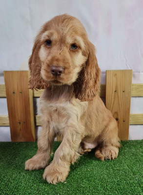 Sarl La Ferme Des Hallais - Cocker Spaniel Anglais - Portée née le 19/06/2024