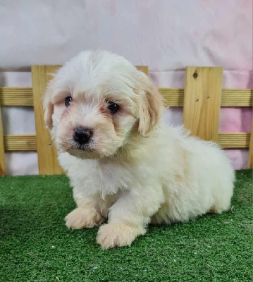 Sarl La Ferme Des Hallais - Coton de Tulear - Portée née le 25/07/2024