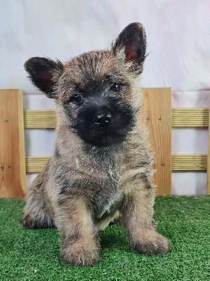 Sarl La Ferme Des Hallais - Cairn Terrier - Portée née le 13/05/2024