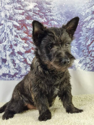 Sarl La Ferme Des Hallais - Cairn Terrier - Portée née le 22/11/2022