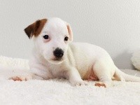 Sarl La Ferme Des Hallais - Jack Russell Terrier - Portée née le 28/09/2020