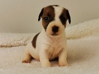 Sarl La Ferme Des Hallais - Jack Russell Terrier - Portée née le 07/04/2020