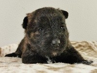 Sarl La Ferme Des Hallais - Scottish Terrier - Portée née le 11/04/2021