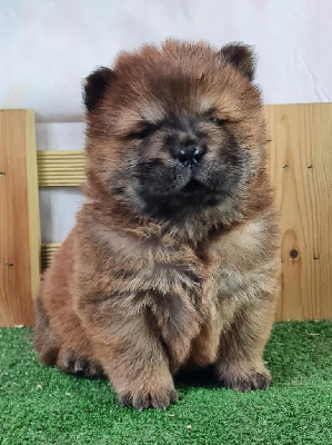 Sarl La Ferme Des Hallais - Chow Chow - Portée née le 27/03/2024