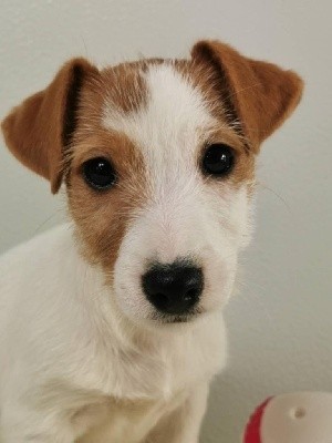Sarl La Ferme Des Hallais - Jack Russell Terrier - Portée née le 30/10/2021
