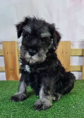 Sarl La Ferme Des Hallais - Schnauzer miniature - Portée née le 05/06/2024