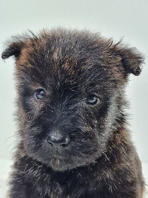 Sarl La Ferme Des Hallais - Scottish Terrier - Portée née le 02/02/2022