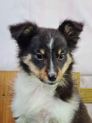 Sarl La Ferme Des Hallais - Shetland Sheepdog - Portée née le 22/08/2024