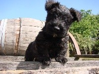 Sarl La Ferme Des Hallais - Scottish Terrier - Portée née le 16/05/2020