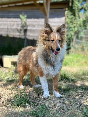 Sarl La Ferme Des Hallais - Shetland Sheepdog - Portée née le 05/02/2024