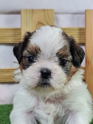 Sarl La Ferme Des Hallais - Shih Tzu - Portée née le 20/10/2024