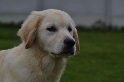 Sarl La Ferme Des Hallais - Golden Retriever - Portée née le 03/12/2022