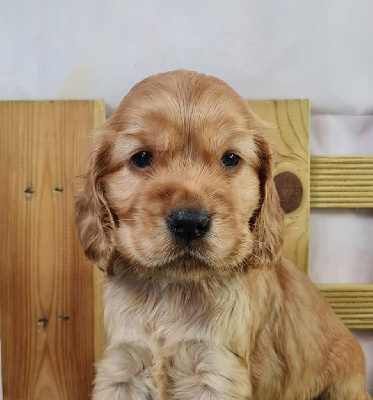 Sarl La Ferme Des Hallais - Cocker Spaniel Anglais - Portée née le 07/04/2024