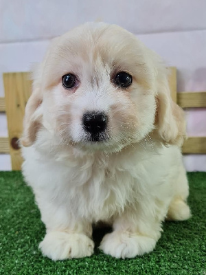 Sarl La Ferme Des Hallais - Coton de Tulear - Portée née le 16/05/2023