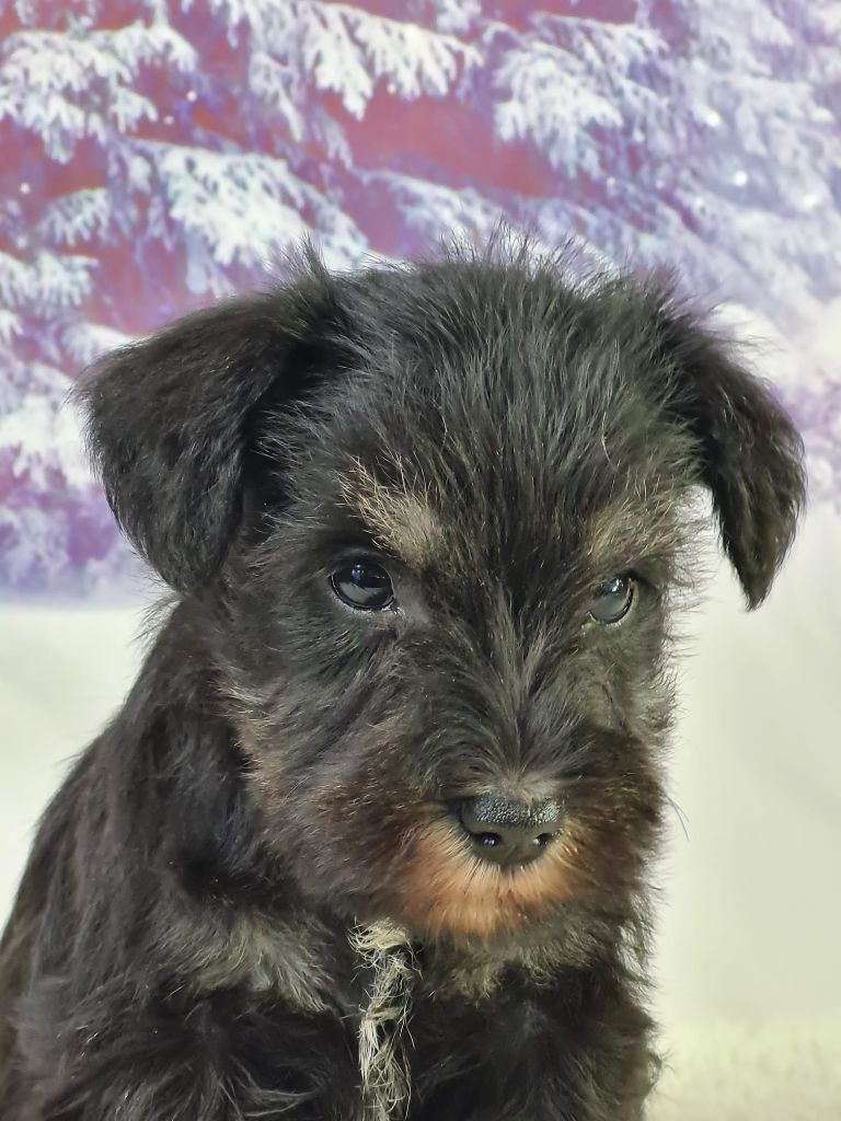 Sarl La Ferme Des Hallais - Chiot disponible  - Schnauzer miniature