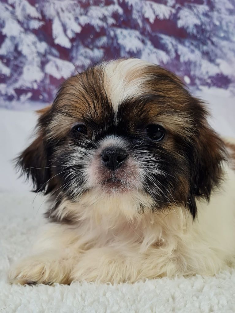 Sarl La Ferme Des Hallais - Chiot disponible  - Shih Tzu