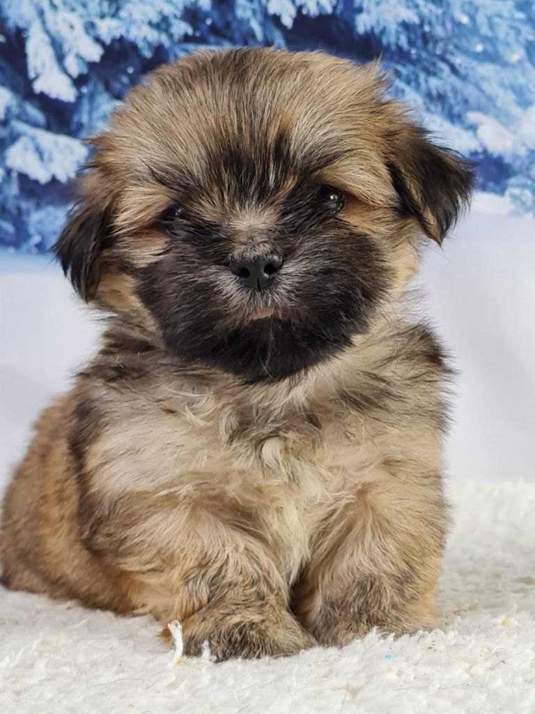 chiot Lhassa Apso Sarl La Ferme Des Hallais