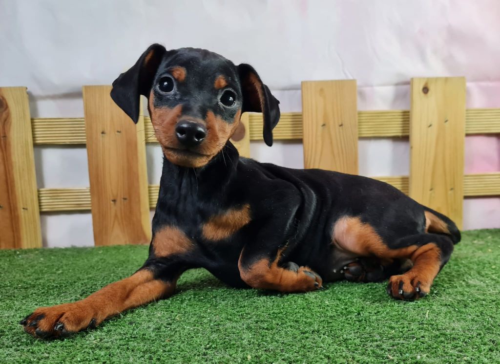 Sarl La Ferme Des Hallais - Chiot disponible  - Pinscher nain