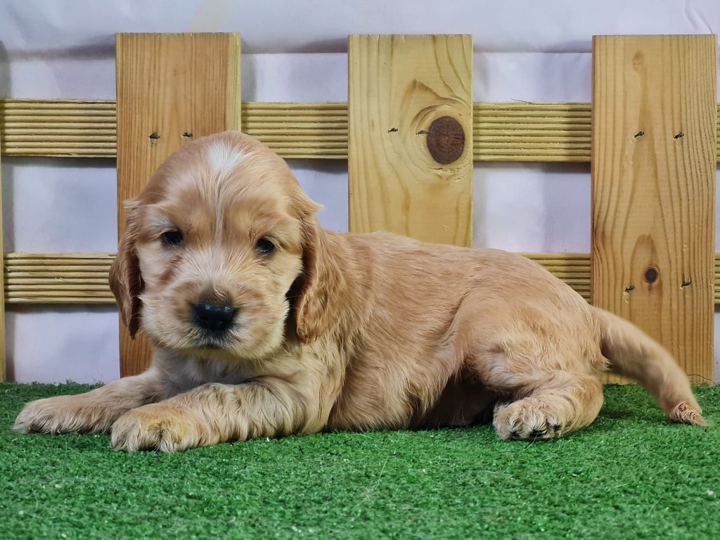 Sarl La Ferme Des Hallais - Chiot disponible  - Cocker Spaniel Anglais