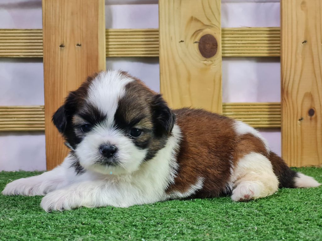 Sarl La Ferme Des Hallais - Chiot disponible  - Shih Tzu