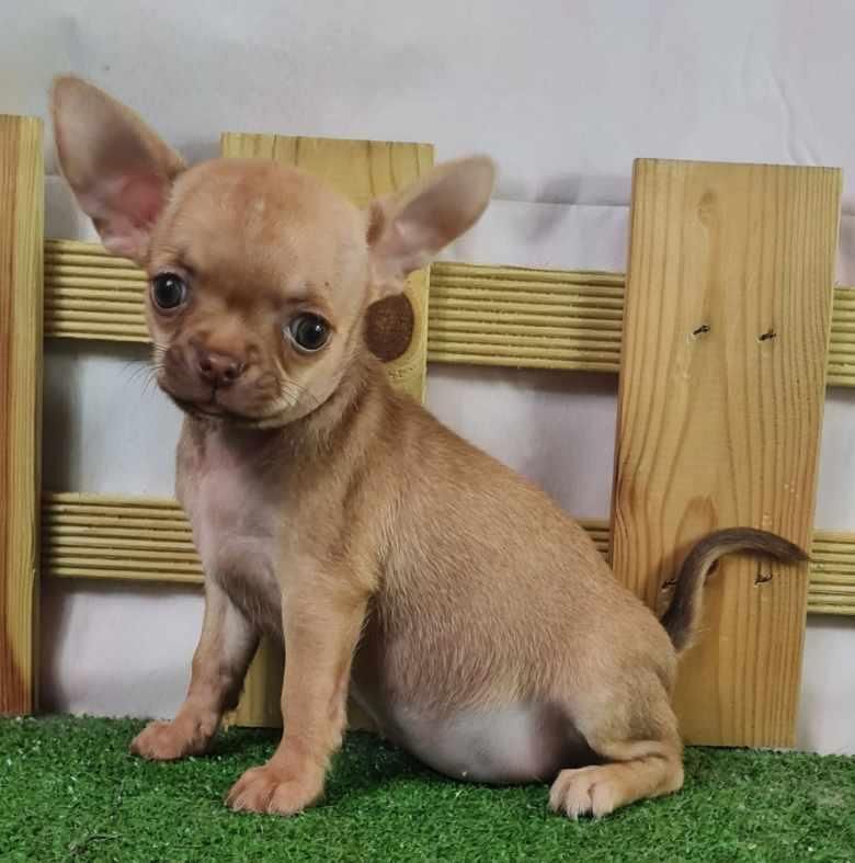 Sarl La Ferme Des Hallais - Chiot disponible  - Chihuahua