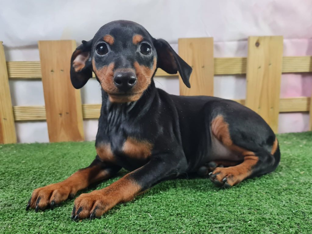 Sarl La Ferme Des Hallais - Chiot disponible  - Pinscher nain