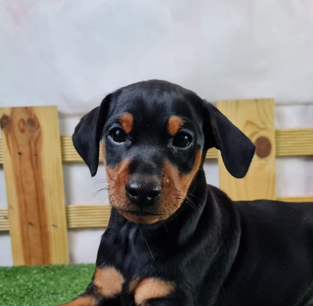 Sarl La Ferme Des Hallais - Chiot disponible  - Pinscher nain